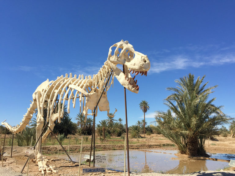 musée dinosaures fossiles Maroc Camille In Bordeaux